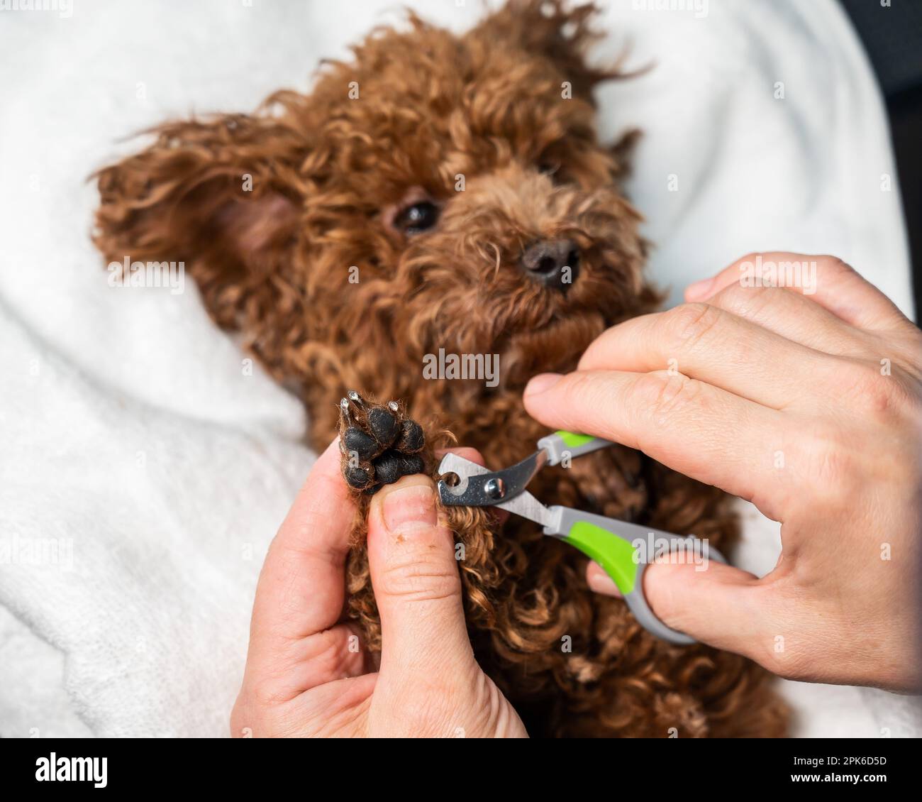 Poodle nails hotsell