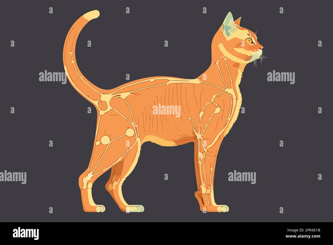 Cat Anatomy vector illustration Stock Vector Image & Art - Alamy