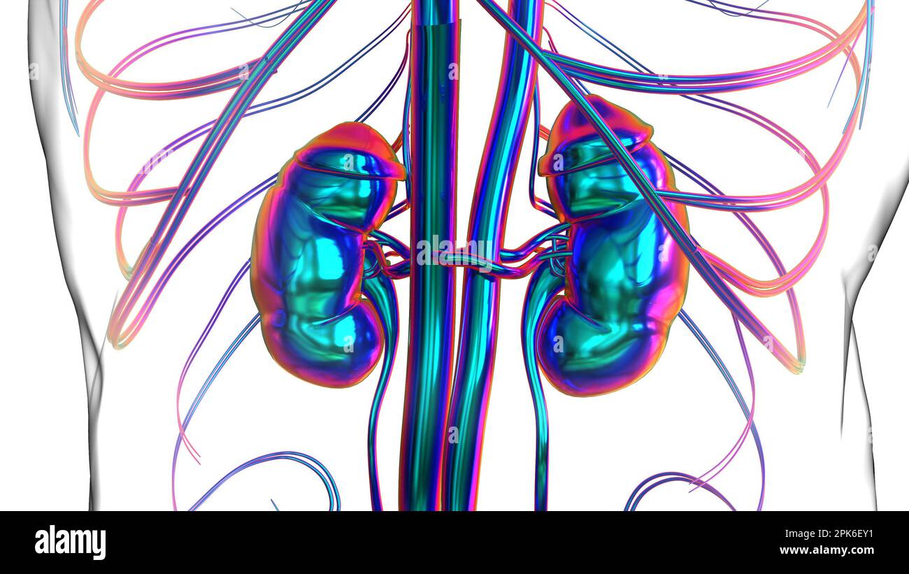 Human Kidneys Anatomy For Medical Concept 3D Illustration Stock Photo ...