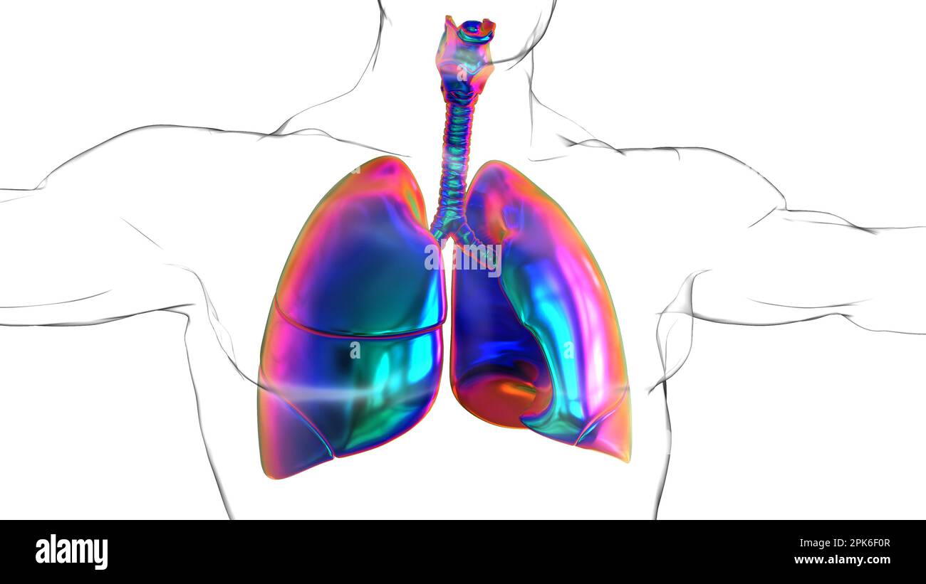 human lungs with diaphragm anatomy for medical concept 3D illustration ...
