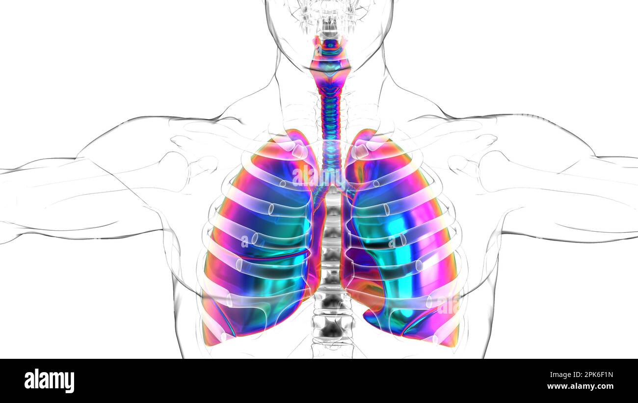 human lungs with diaphragm anatomy for medical concept 3D illustration ...