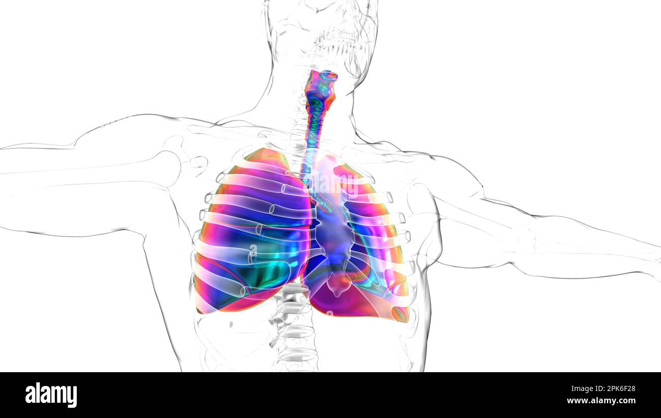 human lungs with diaphragm anatomy for medical concept 3D illustration ...