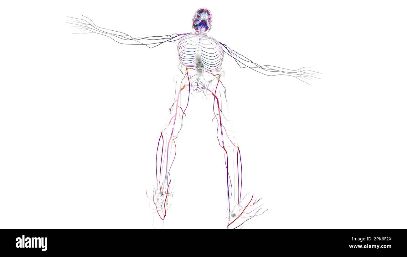 Human brain nervous system anatomy for medical concept 3D illustration ...