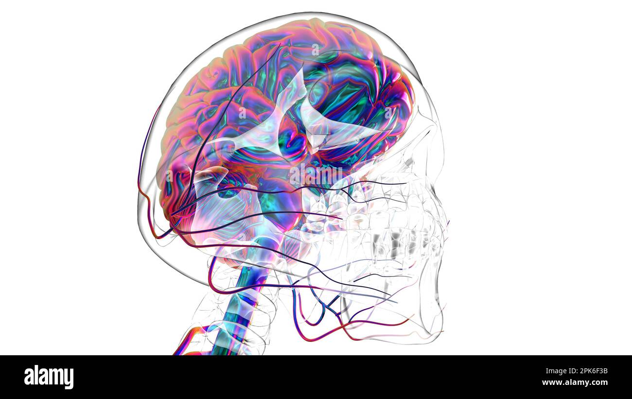 Human brain anatomy for medical concept 3D illustration Stock Photo - Alamy