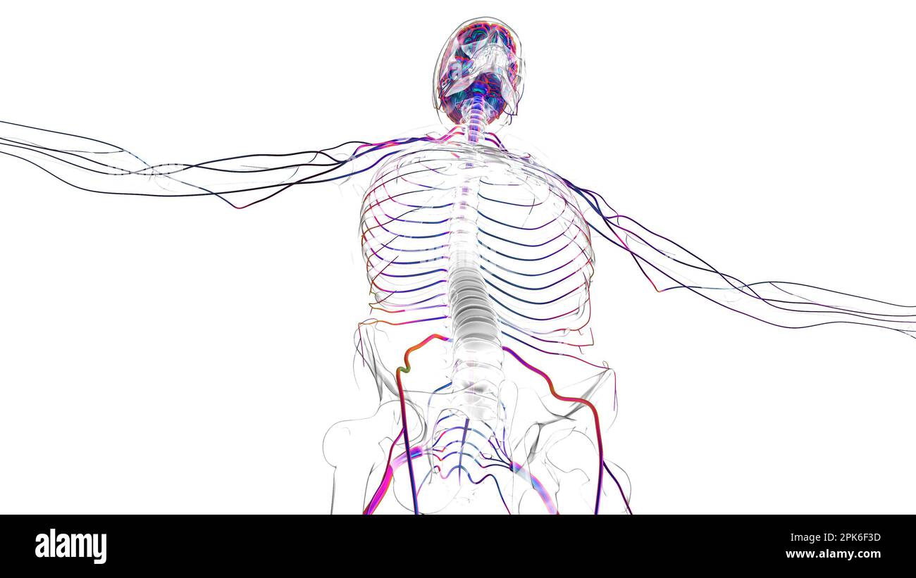Human brain nervous system anatomy for medical concept 3D illustration ...