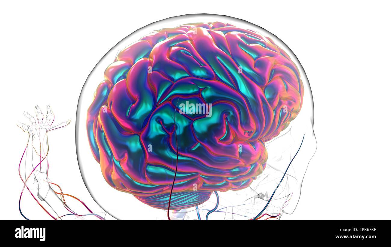 Human brain anatomy for medical concept 3D illustration Stock Photo - Alamy