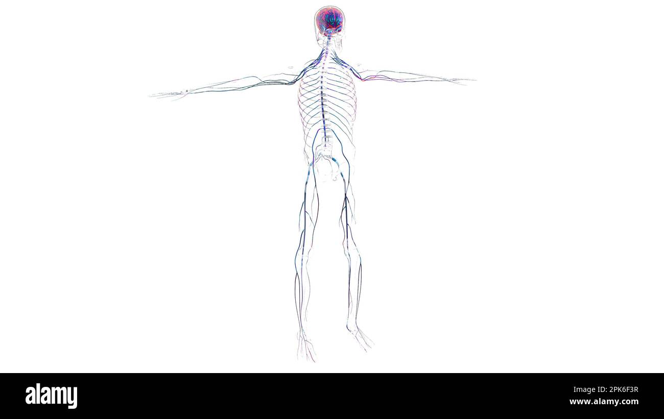 Human brain nervous system anatomy for medical concept 3D illustration ...
