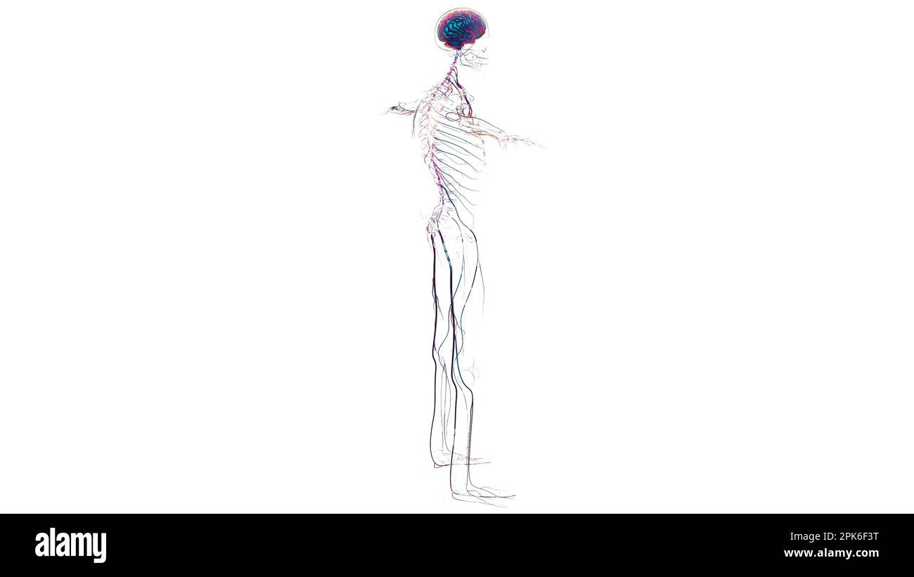Human brain nervous system anatomy for medical concept 3D illustration ...