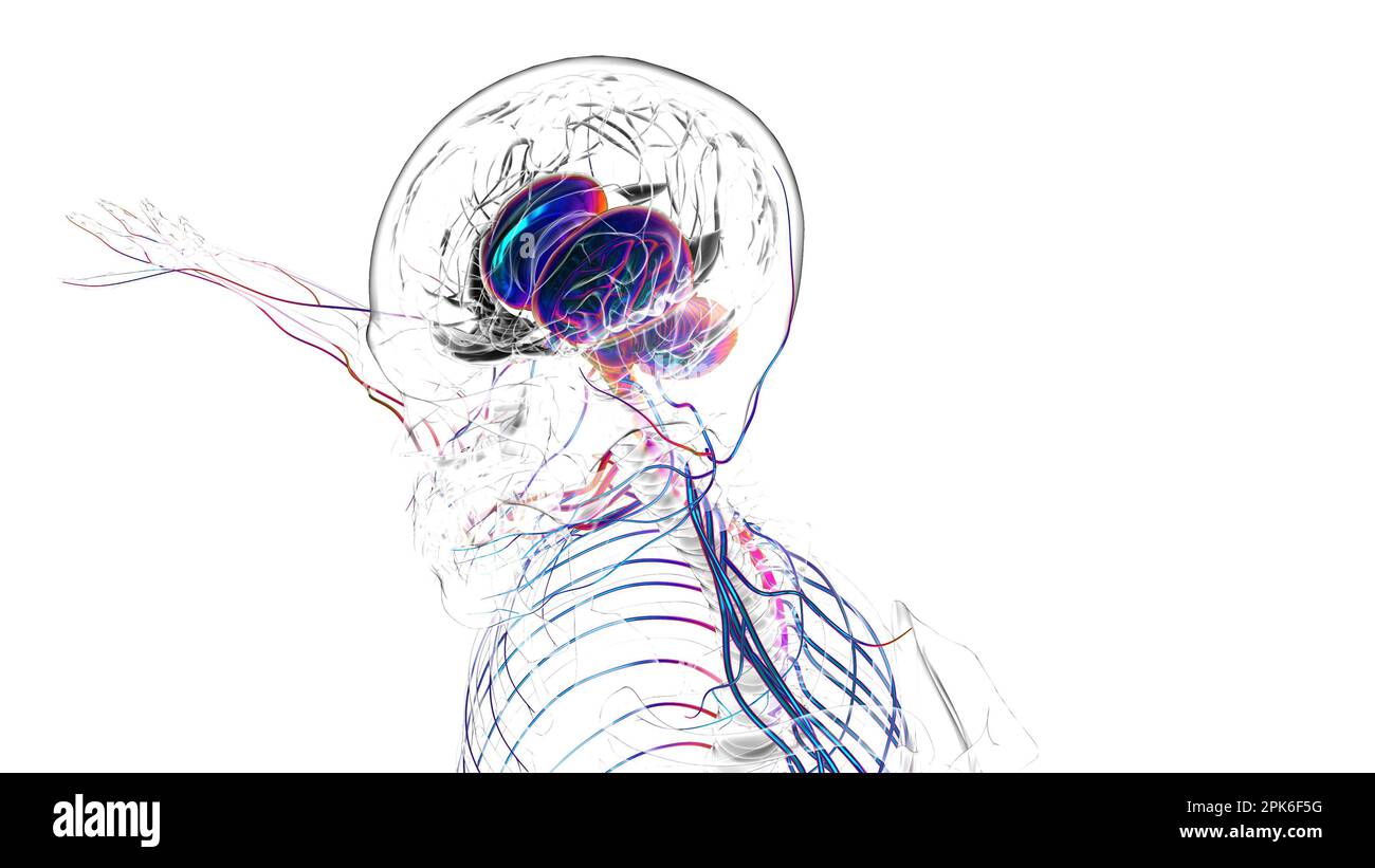 Human brain anatomy for medical concept 3D illustration Stock Photo - Alamy