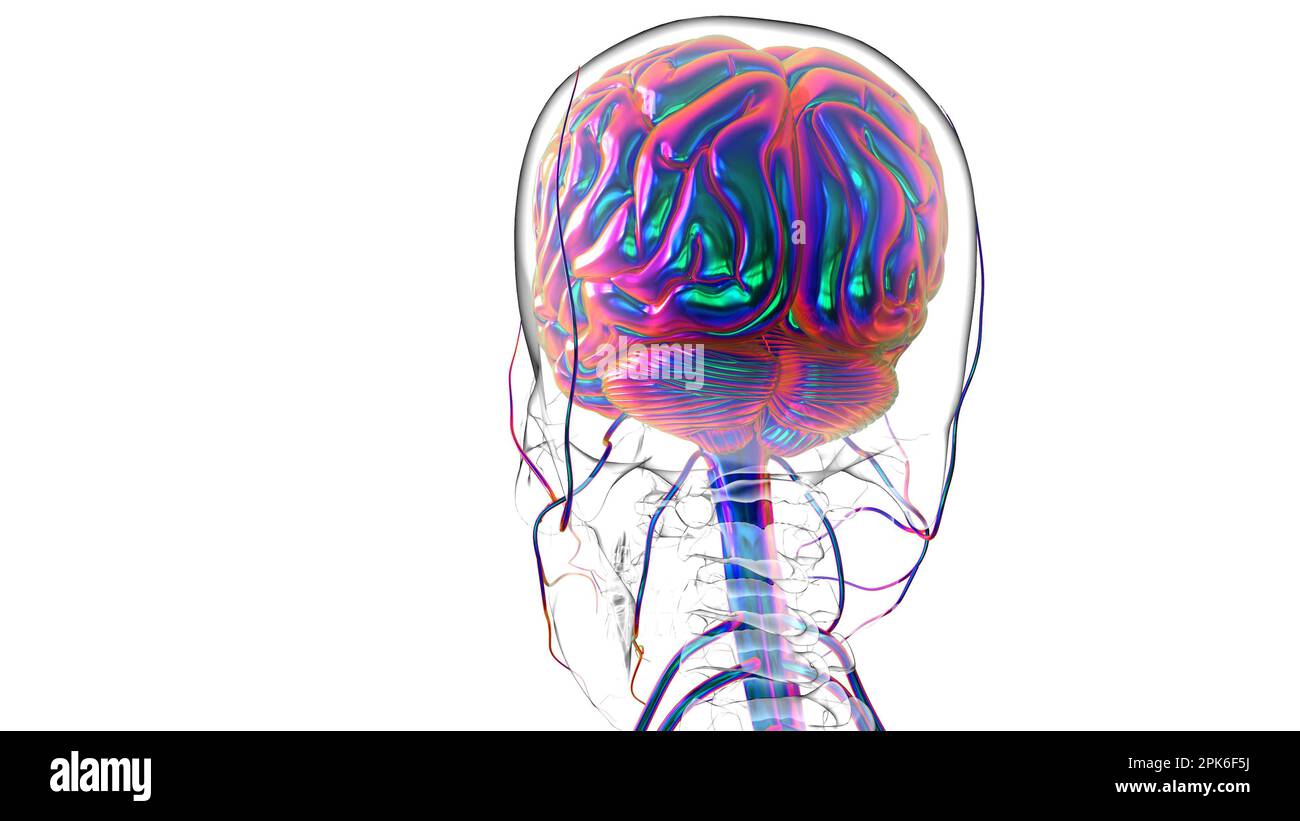 Human brain anatomy for medical concept 3D illustration Stock Photo - Alamy