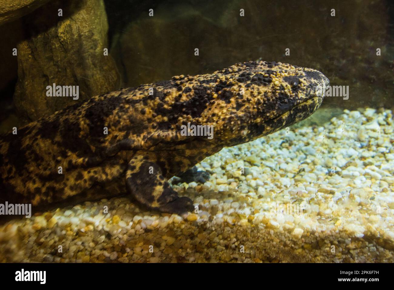 A captive giant Japanese salamander at rest in the National Zoo, Washington, DC, USA Stock Photo