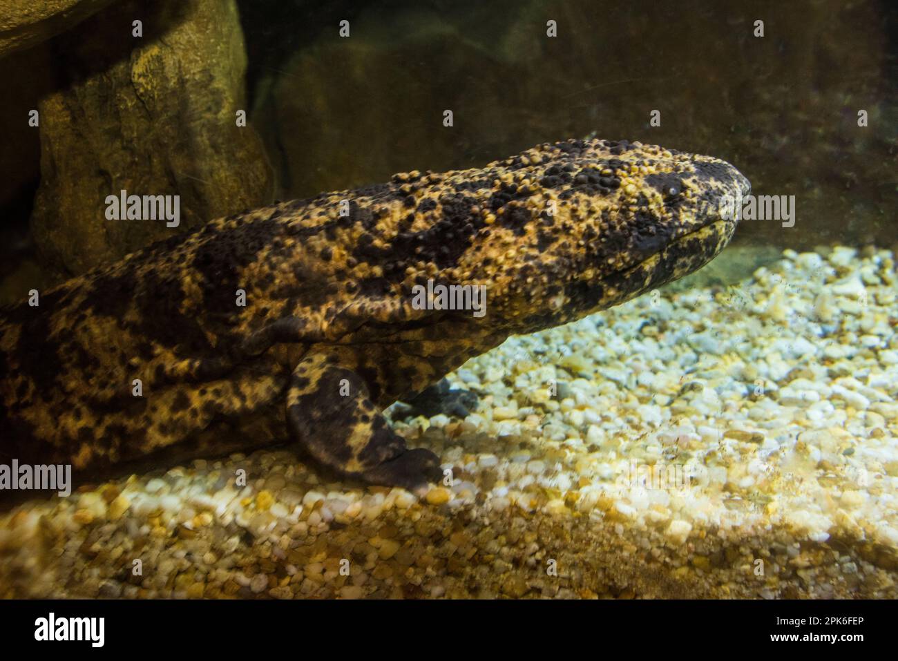 A large Japanese Salamander, front half of body, National Zoo, Washington, DC, USA Stock Photo