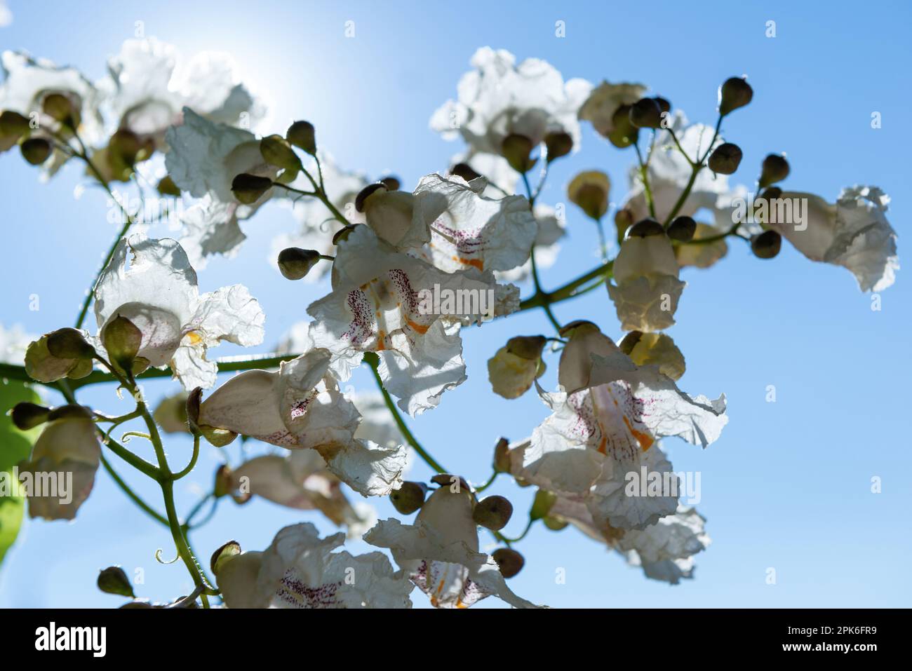 White catalpa flowers against a blue sky on a sunny day. Stock Photo