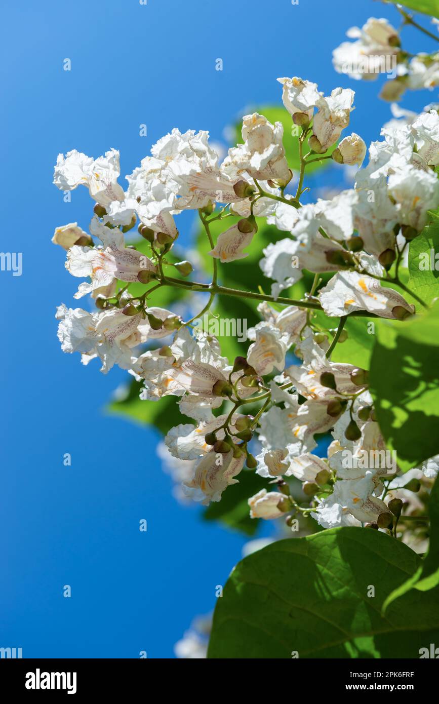 White inflorescences of catalpa lit by the sun against the blue sky. Stock Photo