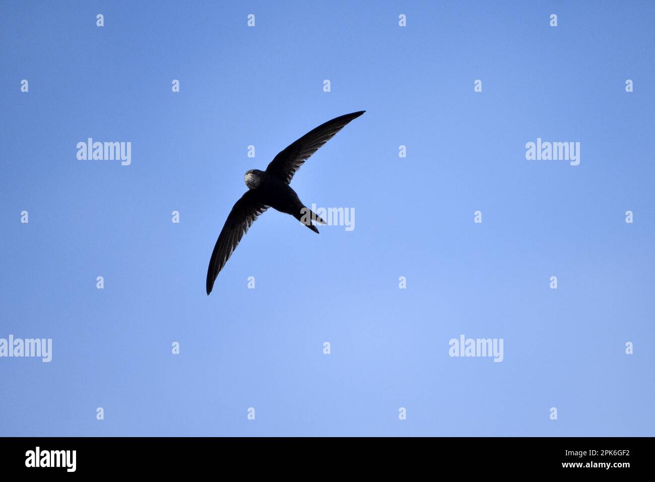 Common swift (Apus apus), in flight, Texel Island, North Sea, North ...