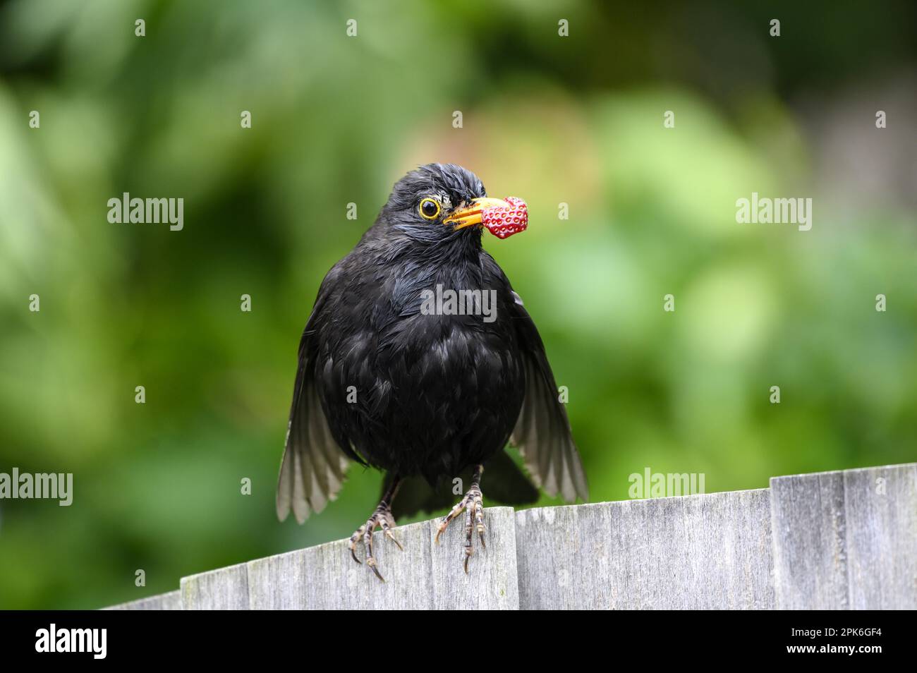 Blackbird (Turdus merula), male, with food for the young birds, Texel Island, North Sea, North Holland, Netherlands Stock Photo