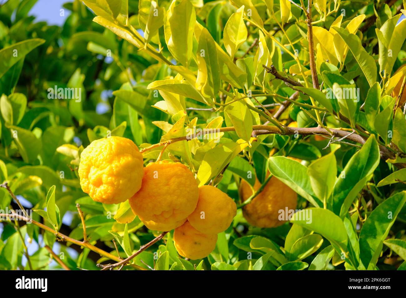 Citron (Citrus medica) Prince Albert, Karoo, Western Cape, South Africa Stock Photo