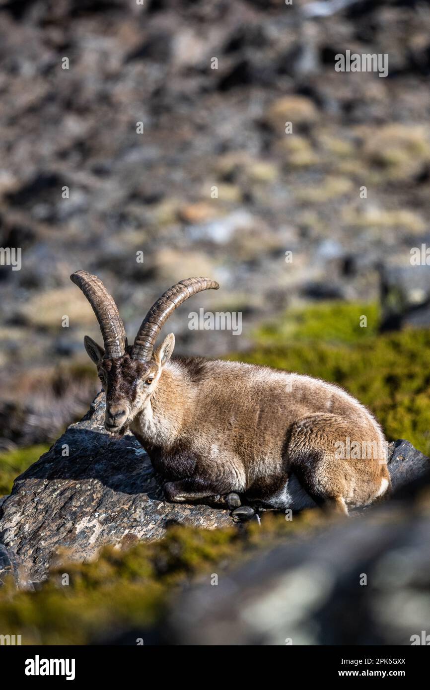 The Iberian ibex, also known as the Spanish ibex, Spanish wild goat and Iberian wild goat, Capra pyrenaica. Sierra Nevada mountain range. Stock Photo