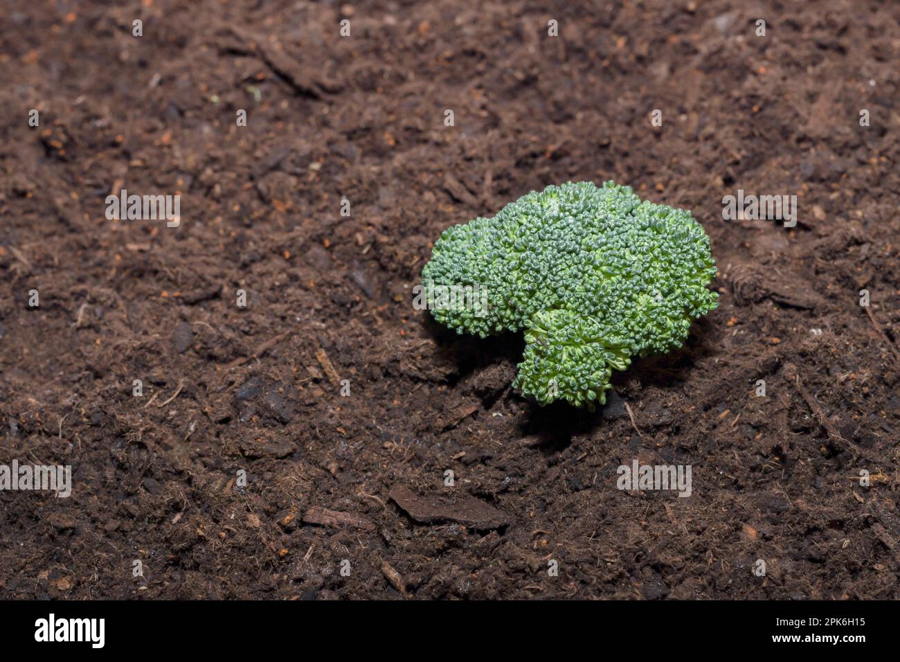 Small broccoli growing out of the ground in a home garden Stock Photo