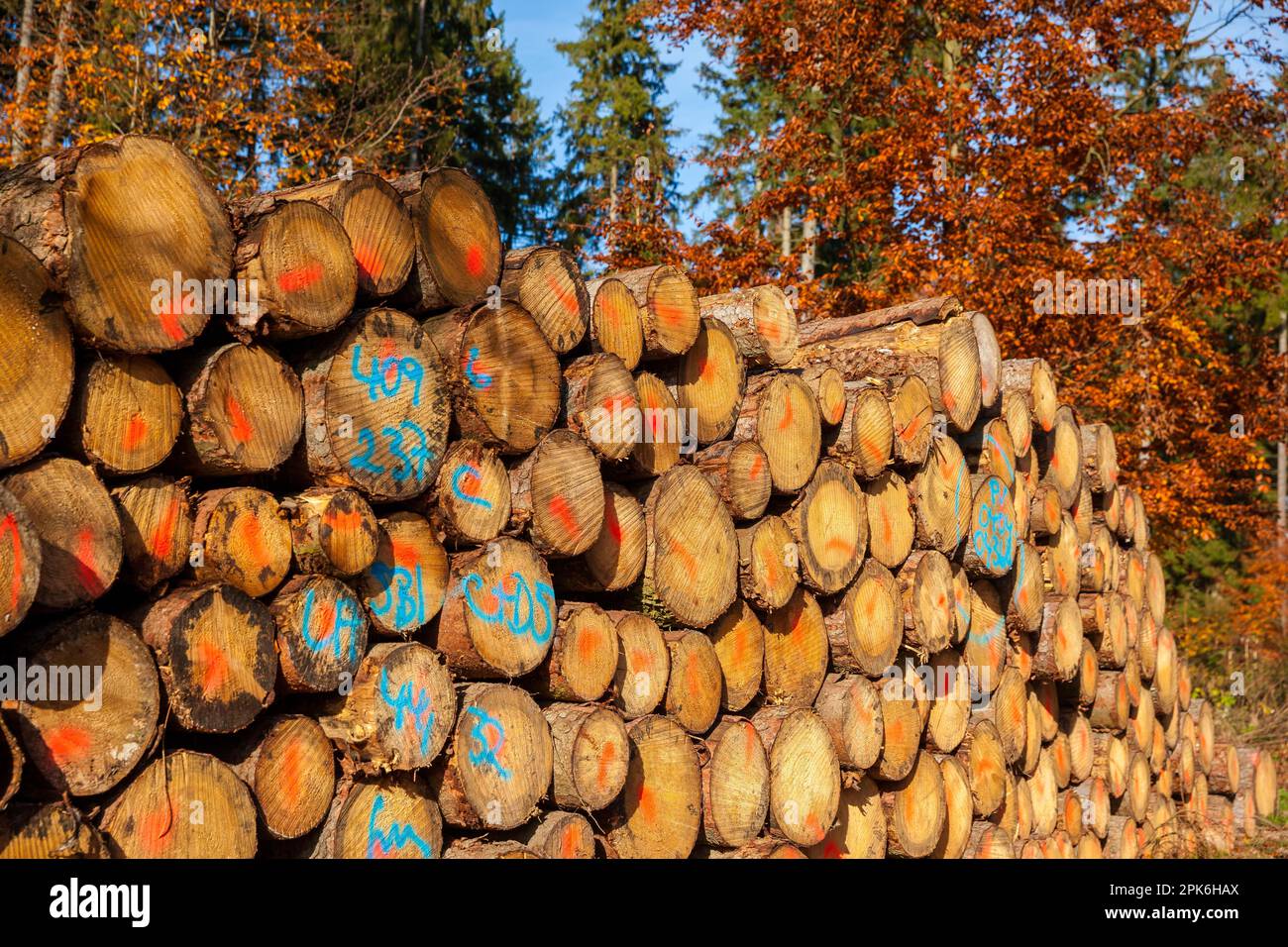 Wooden piles Wood as a renewable raw material Stock Photo Alamy