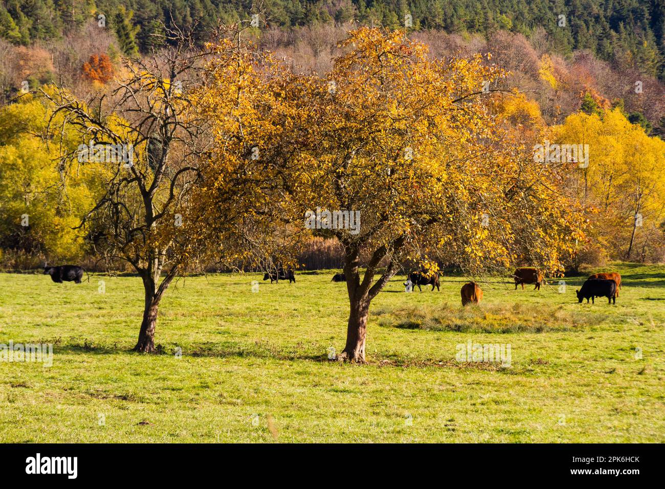Beauty pasture hi-res stock photography and images - Alamy