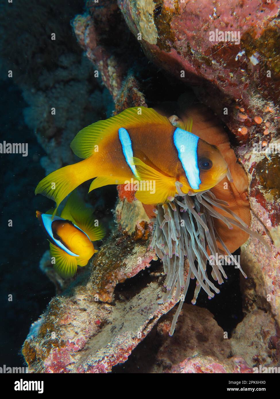 Two red sea clownfishes (Amphiprion bicinctus) defend their bubble-tip anemone (Entacmaea quadricolor) . Dive site House Reef, Mangrove Bay, El Stock Photo