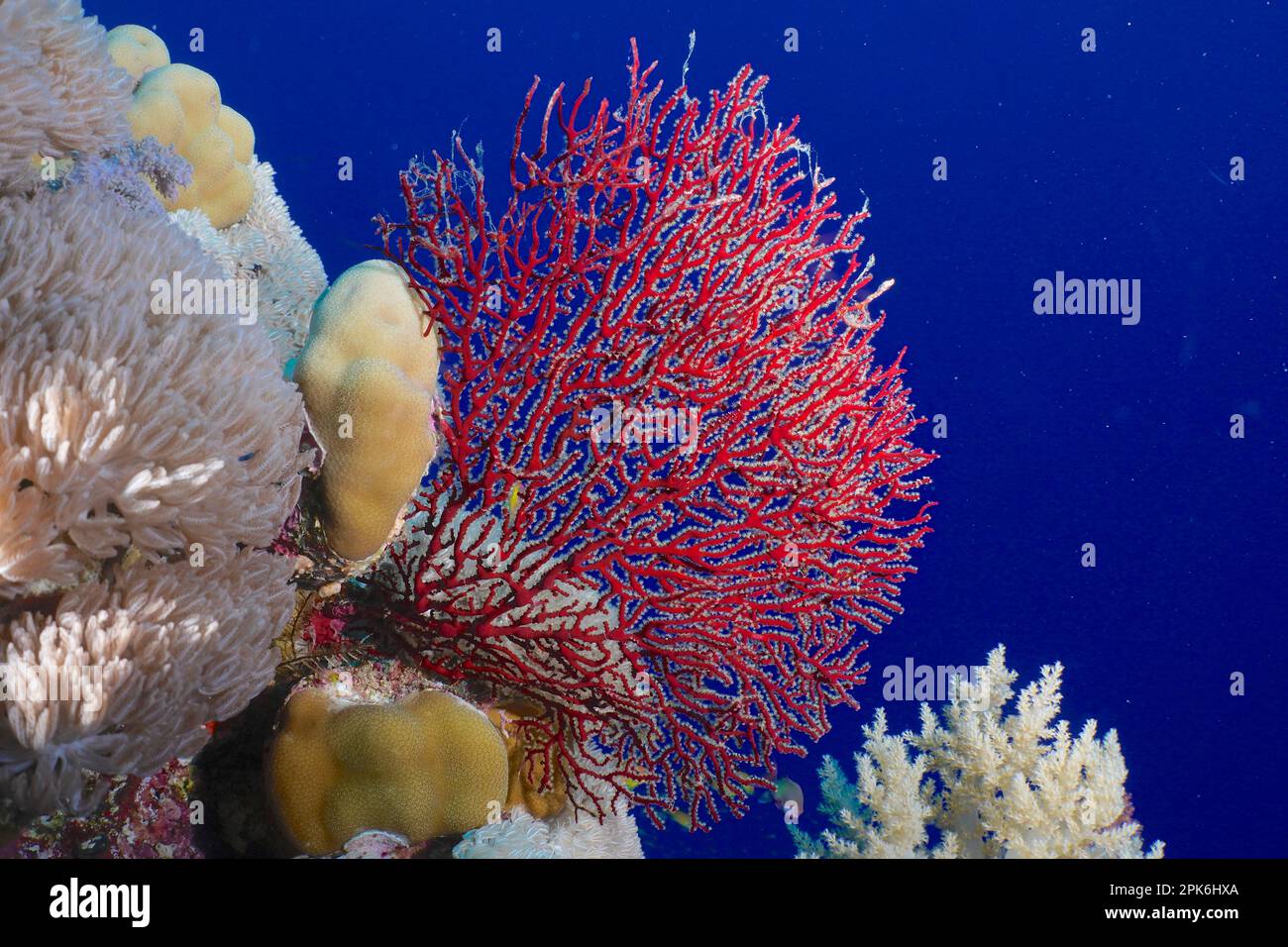 Red knot coral (Acabaria biserialis), gorgonian, Elphinstone reef dive site, Egypt, Red Sea Stock Photo