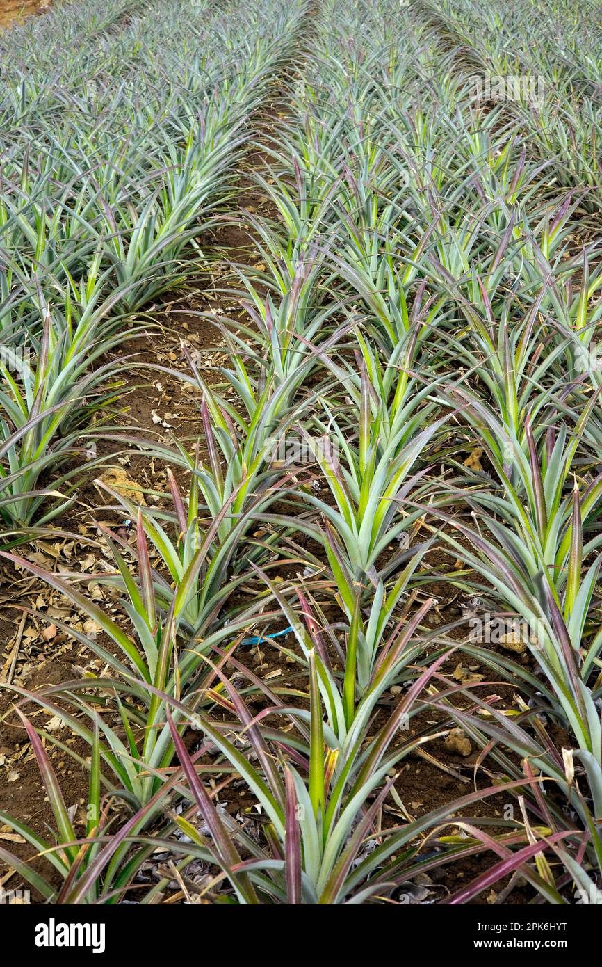 Pineapple plantation with young plants, Mauritius Stock Photo Alamy
