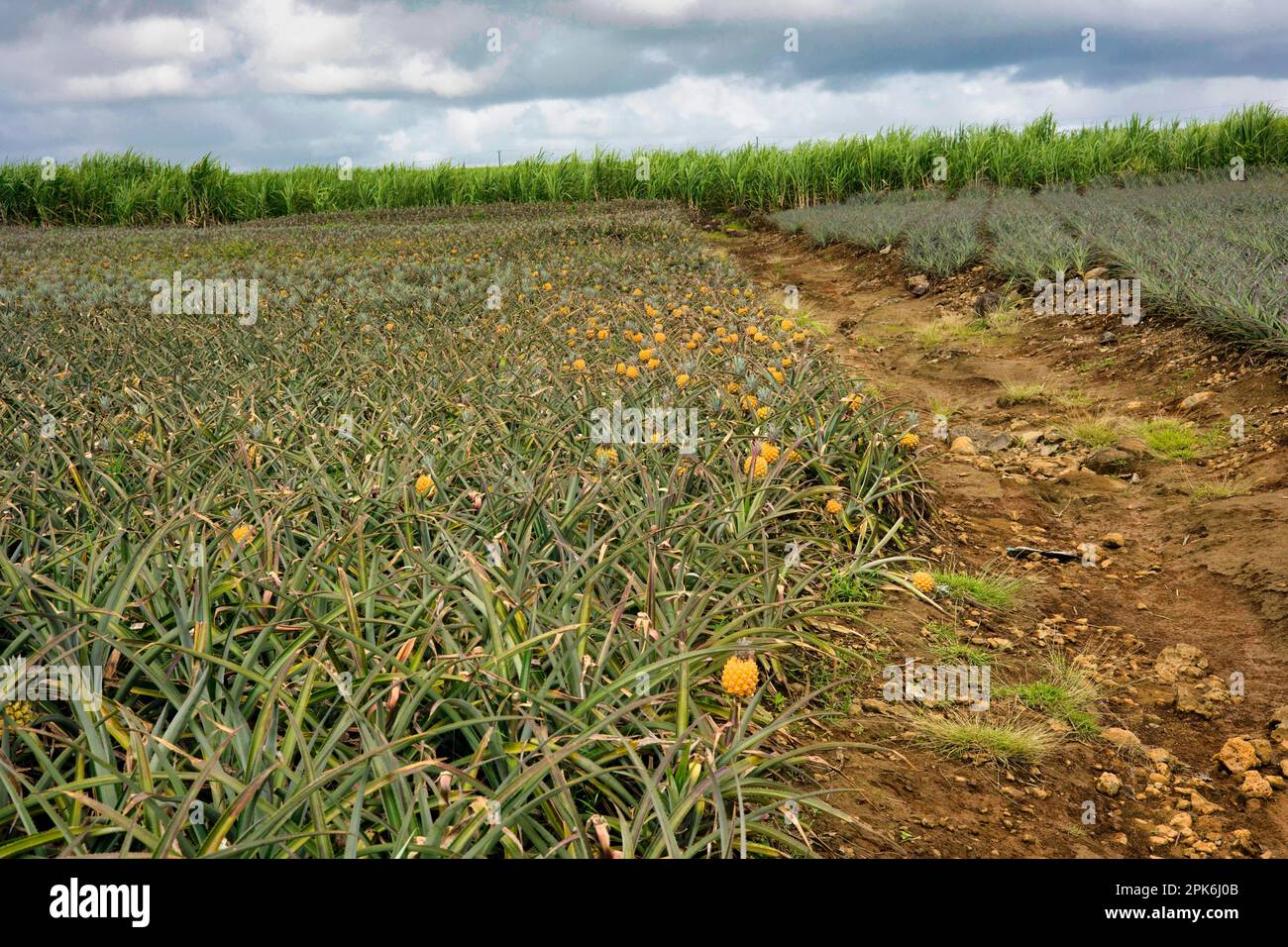 Pineapple plantation with ripe fruit, in the background a field with sugar cane, Mauritius Stock Photo