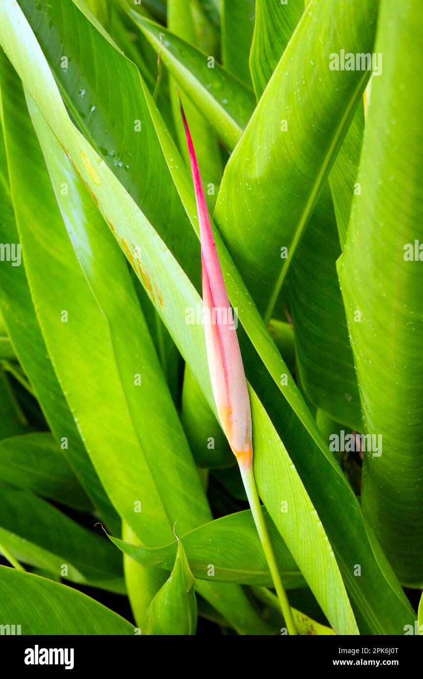 Still closed false bird-of-paradise (Heliconia) flower, Mauritius Stock Photo