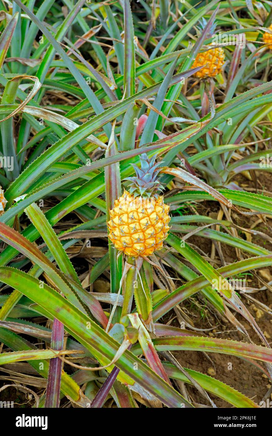 Pineapple plantation with ripe fruit, Mauritius Stock Photo