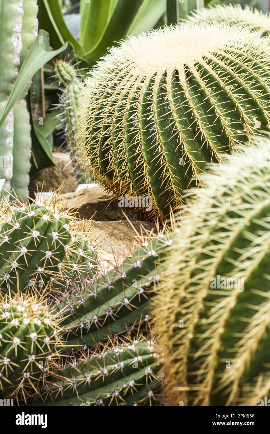 Gold ball cactus, golden barrel cactus (Echinocactus grusonii Stock
