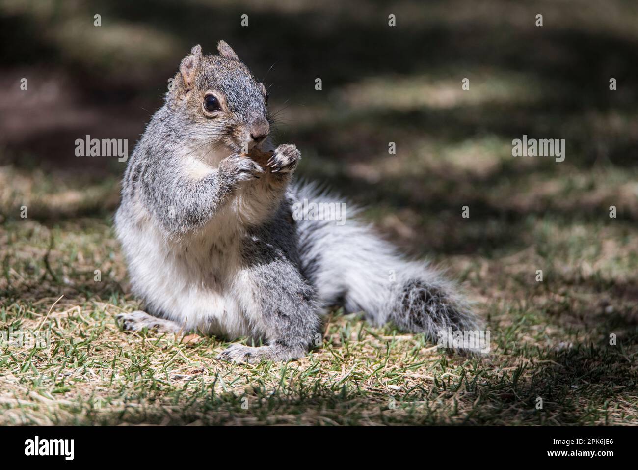 An Arizona Gray Squirrel, a rodent with limited distribution, in Ramsey Canyon, Sierra Vista, Arizona, USA Stock Photo