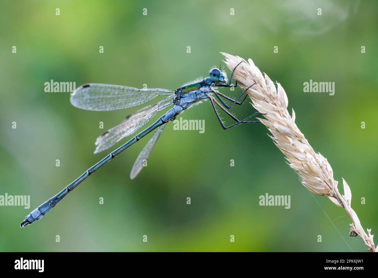Emerald damselfly (Lestes sponsa) sitting on the panicle of a blade of ...