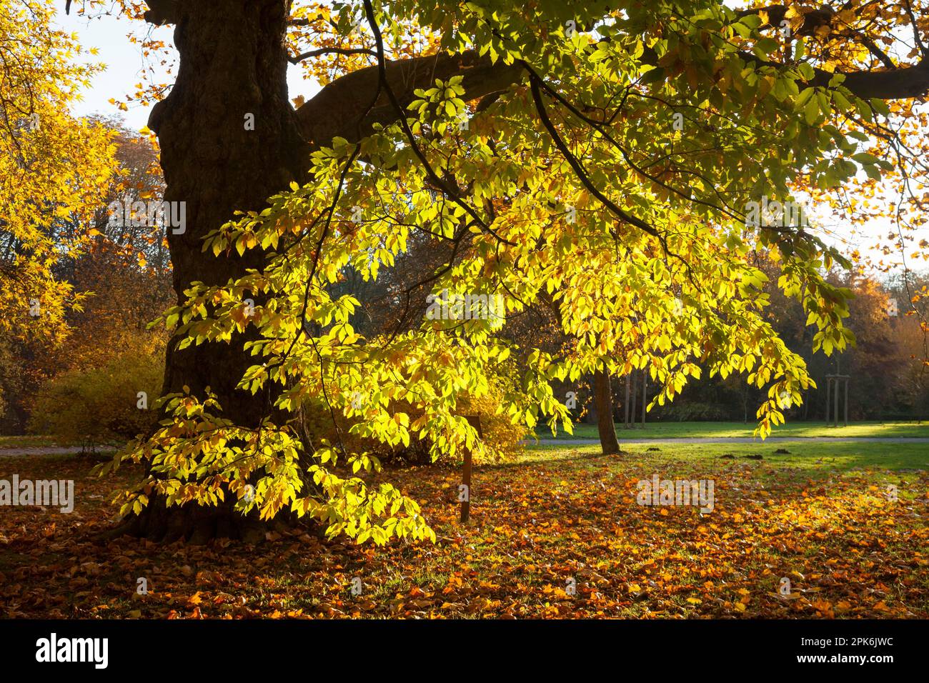 Autumn Forest, Rombergpark, Dortmund, North Rhine-Westphalia, Germany Stock Photo