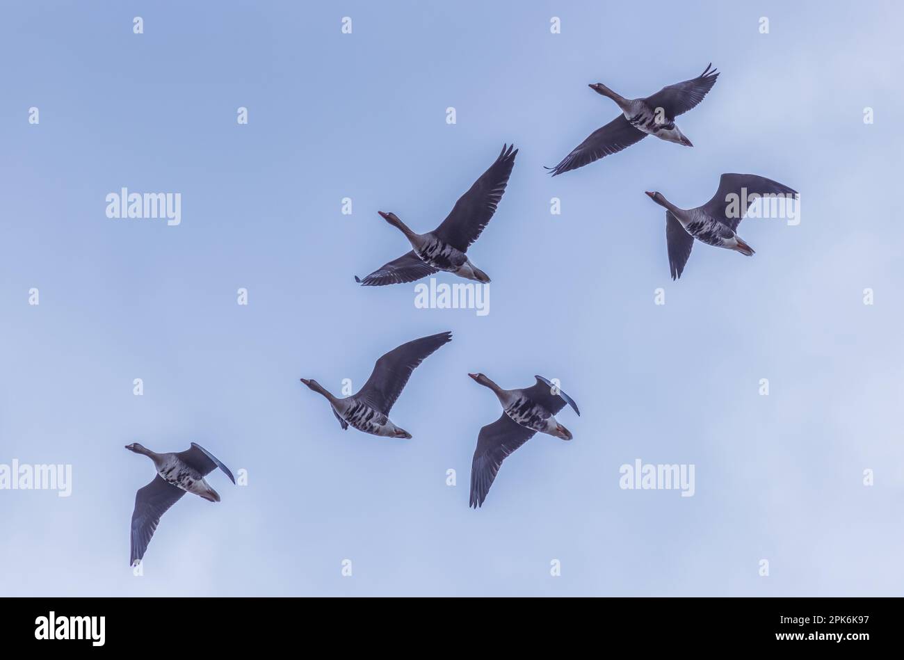 The group of Goose flying in the blue sky Stock Photo