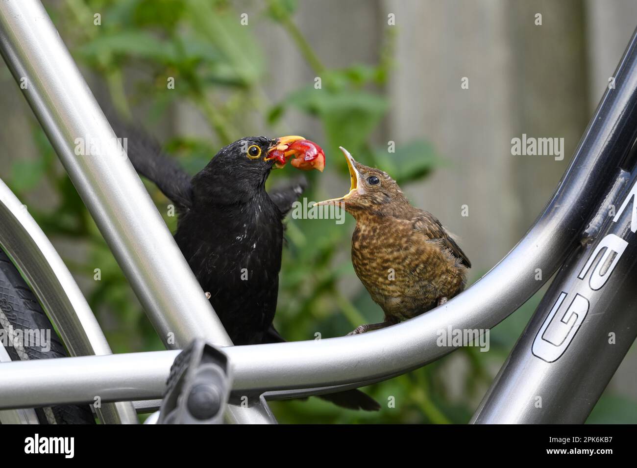 Blackbird (Turdus merula), almost fledged young bird, sitting on a bicycle, being fed by the male, Texel Island, North Sea, North Holland, Netherlands Stock Photo
