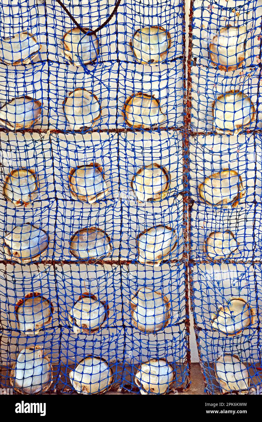 Schematic arrangement of pearl oyster shells with nacre on the inside of the shell, in a pearl culture basket, Praslin Island, Seychelles Stock Photo