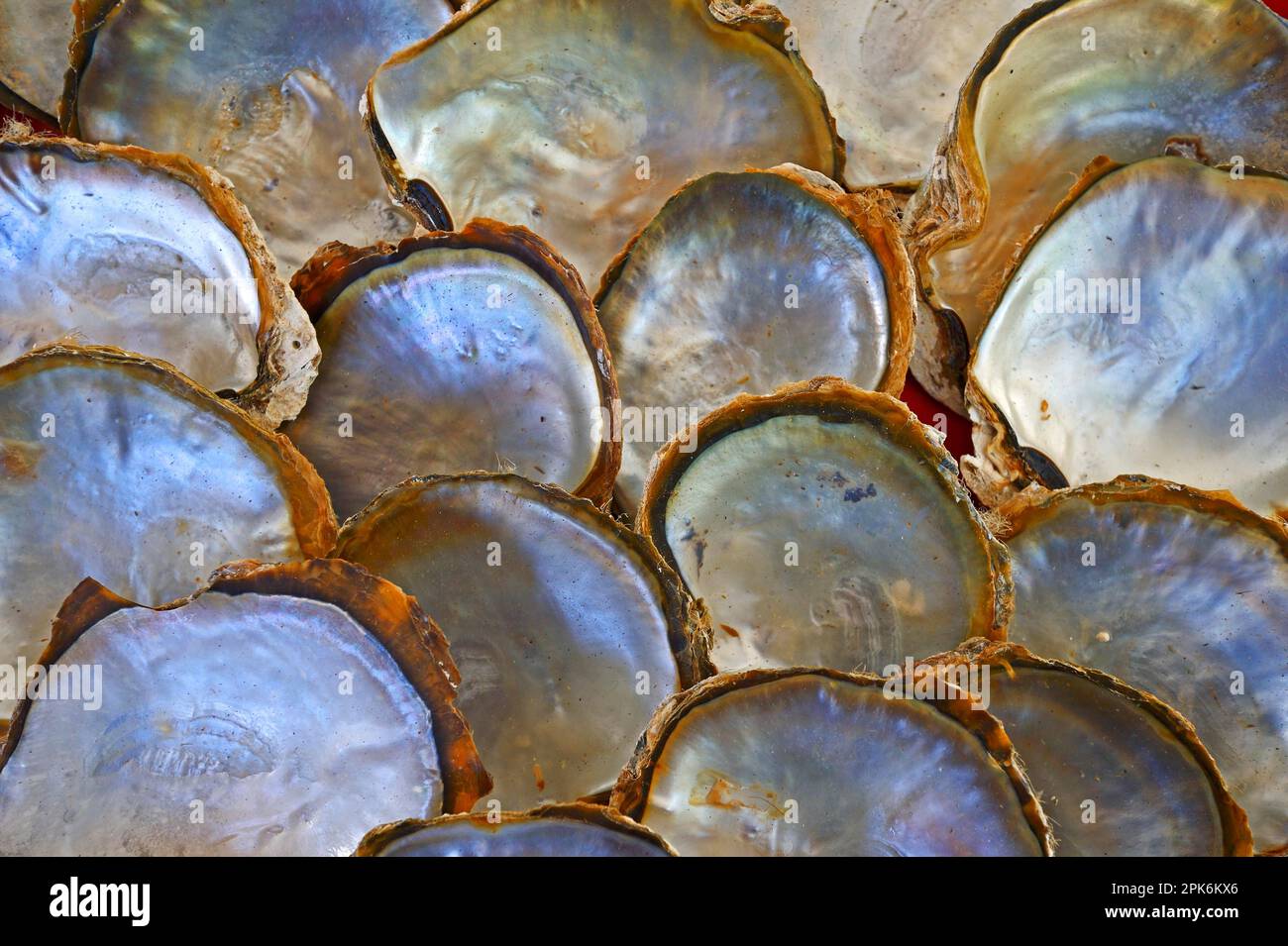 Shells of pearl oysters with mother-of-pearl on the inside of the shell, Praslin Island, Seychelles Stock Photo