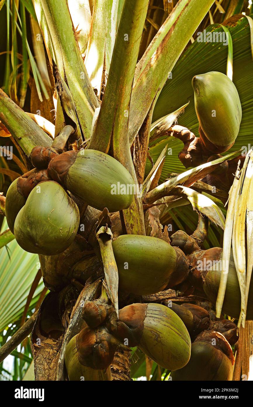 Coco de Mer (Lodoicea maldivica), coconut, largest seed on earth, fruit on Seychelles palm, Vallee de Mai National Park, Unesco World Heritage Site Stock Photo