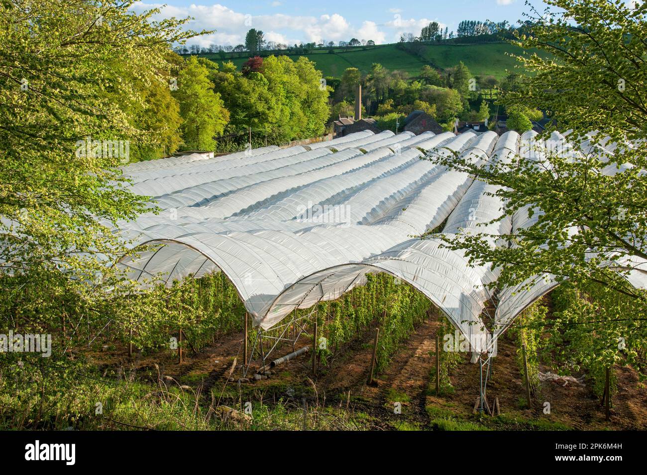 Raspberry (Rubus idaeus) crop, growing in plastic tunnels, Blairgowrie