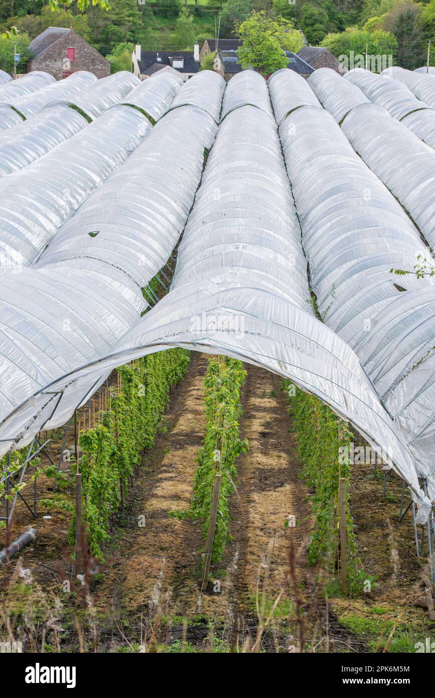 Raspberry (Rubus idaeus) crop, growing in plastic tunnels, Blairgowrie