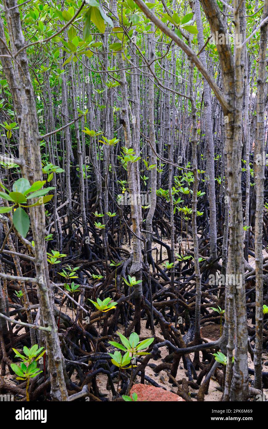 Grey mangrove (Avicennia marina) at low tide, Curieuse Island, Seychelles Stock Photo