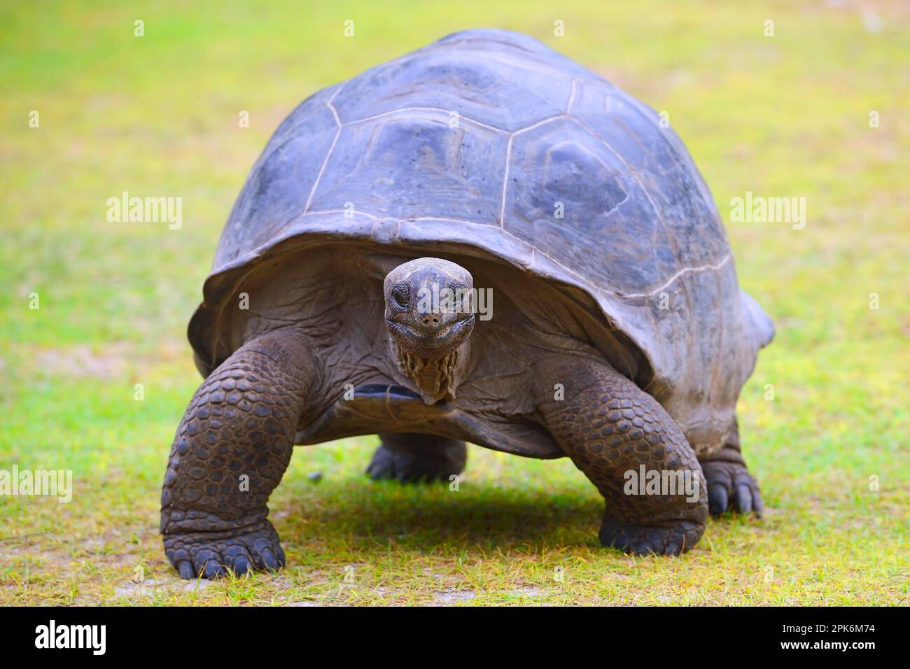 Aldabra giant tortoises (Geochelone gigantea), endemic, Curieuse Island ...