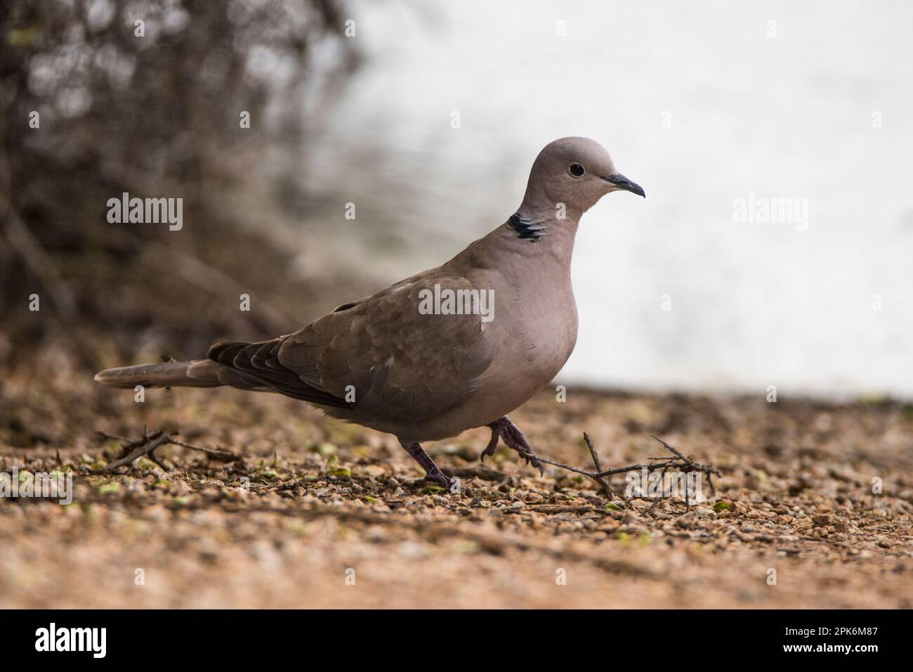 An introduced or exotic collared dove walking on the ground at Riparian