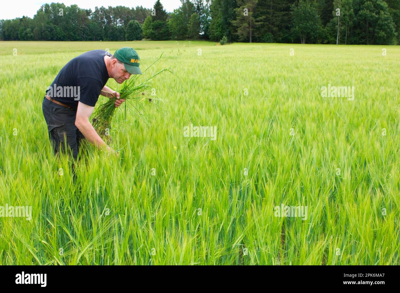 Farmer pulling wild oat (Avena sp.) weed from unripe barley (Hordeum vulgare) crop, Sweden Stock Photo