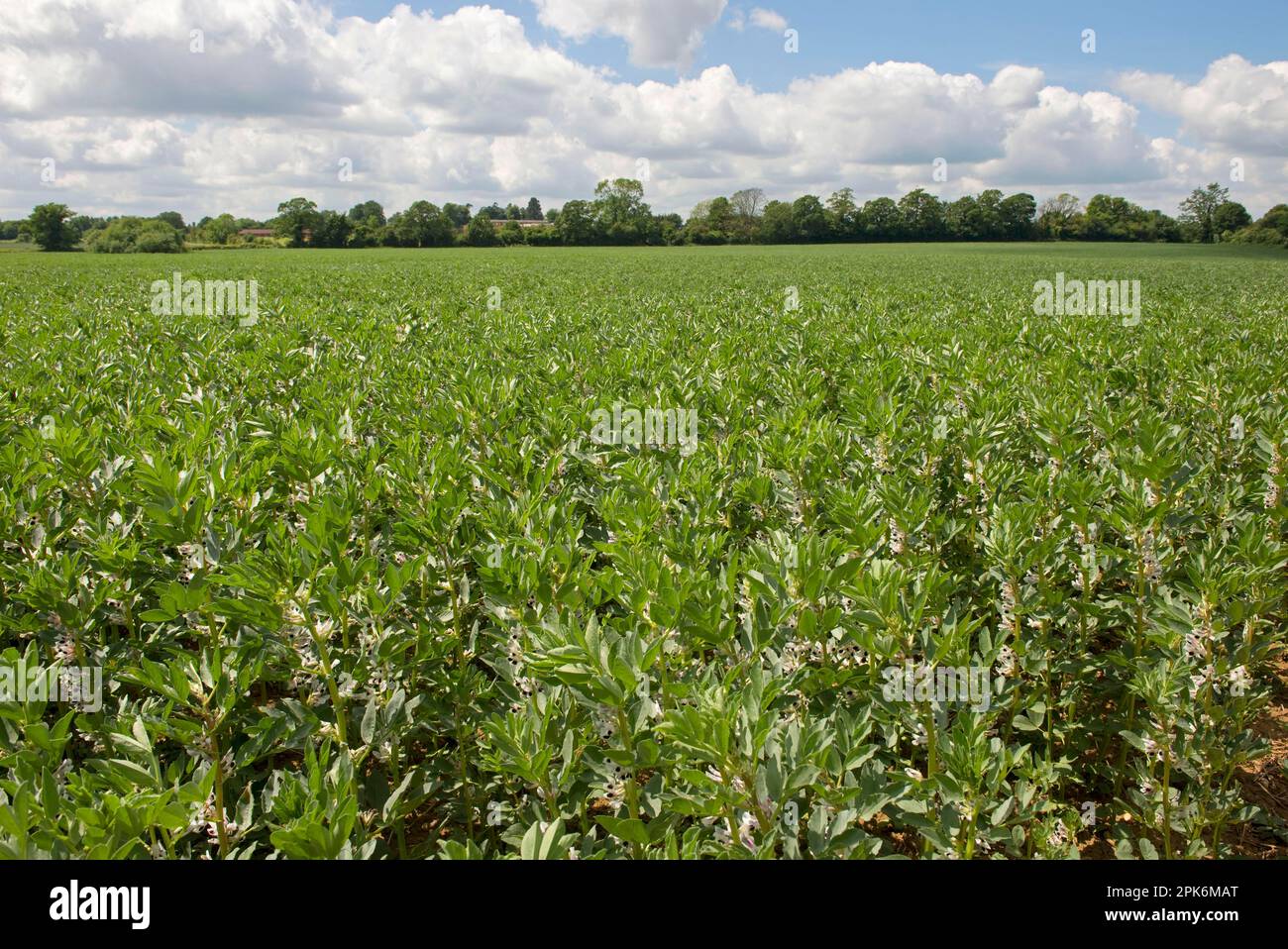 Broad bean flower vicia faba hi-res stock photography and images - Alamy
