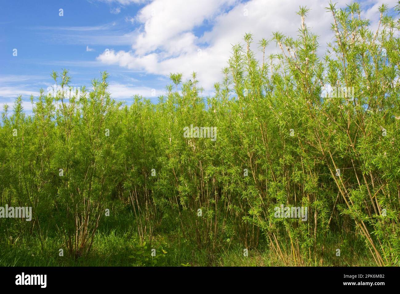 Biomass crop, Willow (Salix sp.) coppice, Sweden Stock Photo