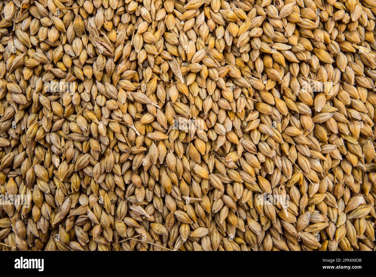 Barley (Hordeum vulgare) crop, close-up of harvested grain, Pilling, Preston, Lancashire, England, United Kingdom Stock Photo