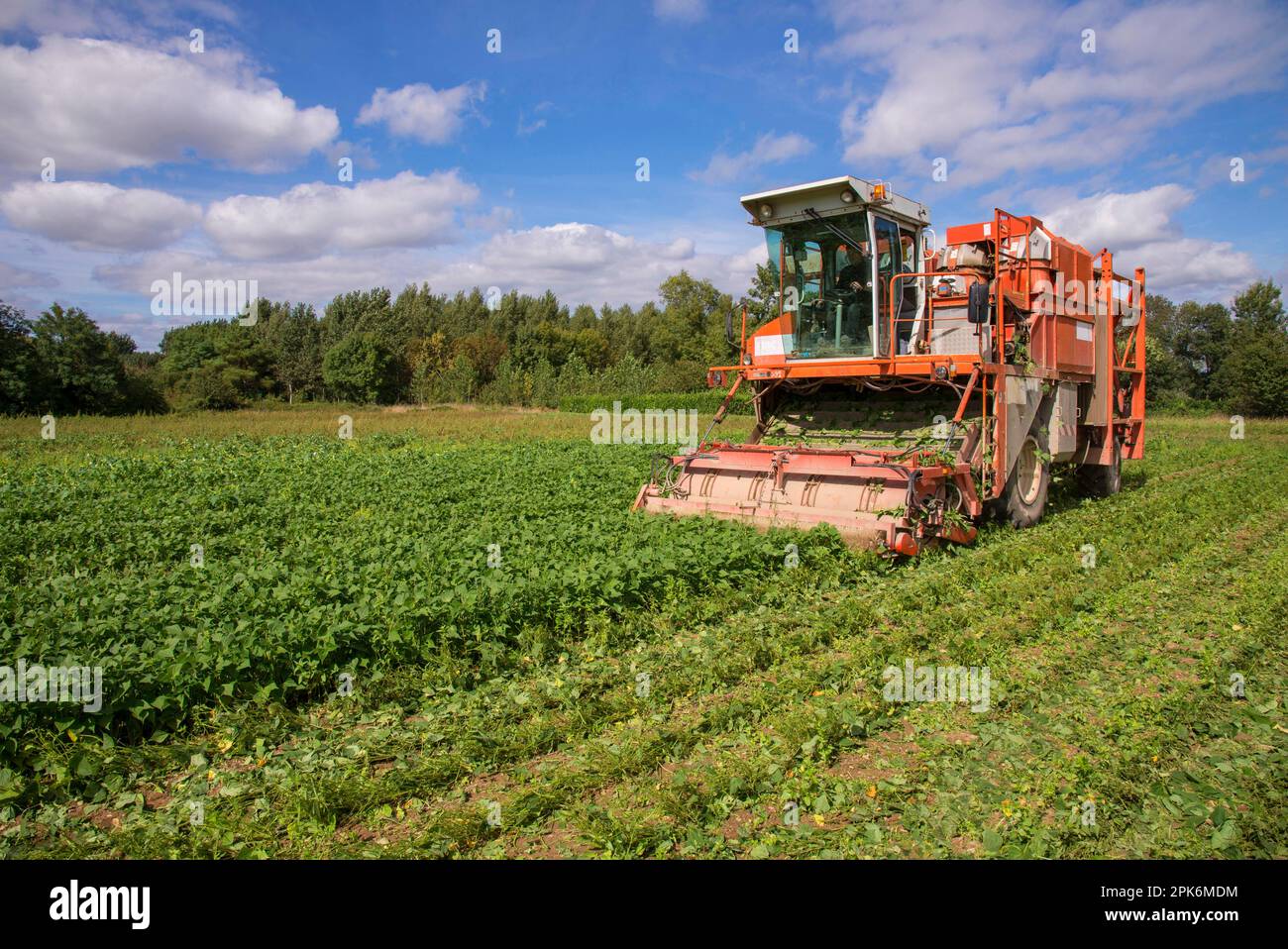 French Bean (Phaseolus vulgaris) crop, being harvested by harvester in